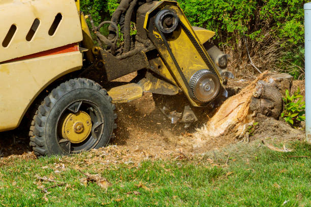 How Our Tree Care Process Works  in  Clayton, GA