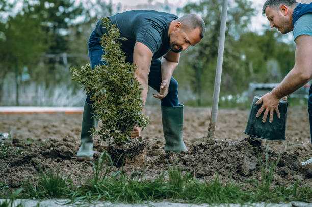 Clayton, GA Tree Care Services Company